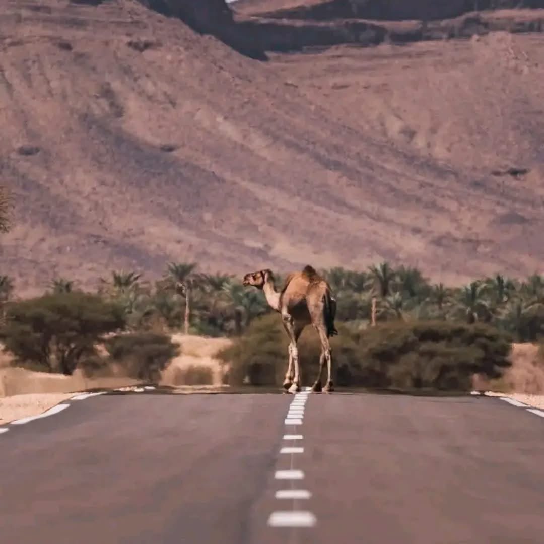 Best 3 Days Marrakech Desert Tour To Merzouga